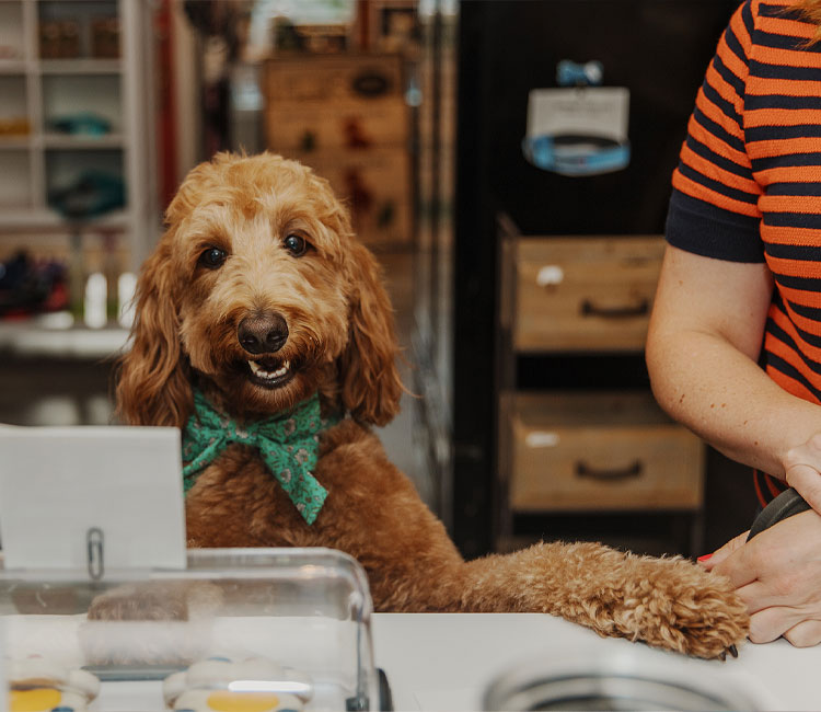 Online sales pet boutique