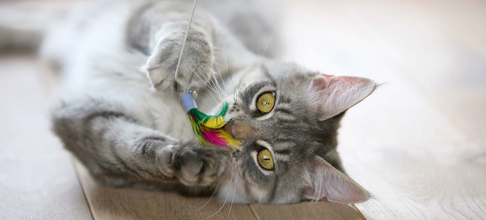 cat playing with a toy