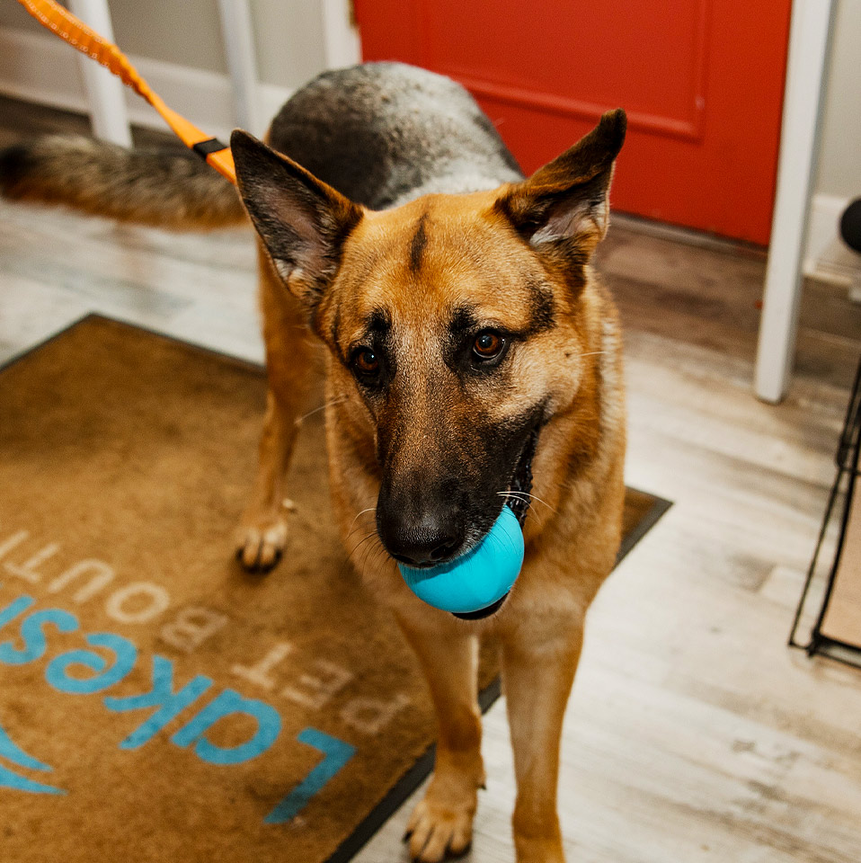 dog on a leash with a blue ball in its mouth