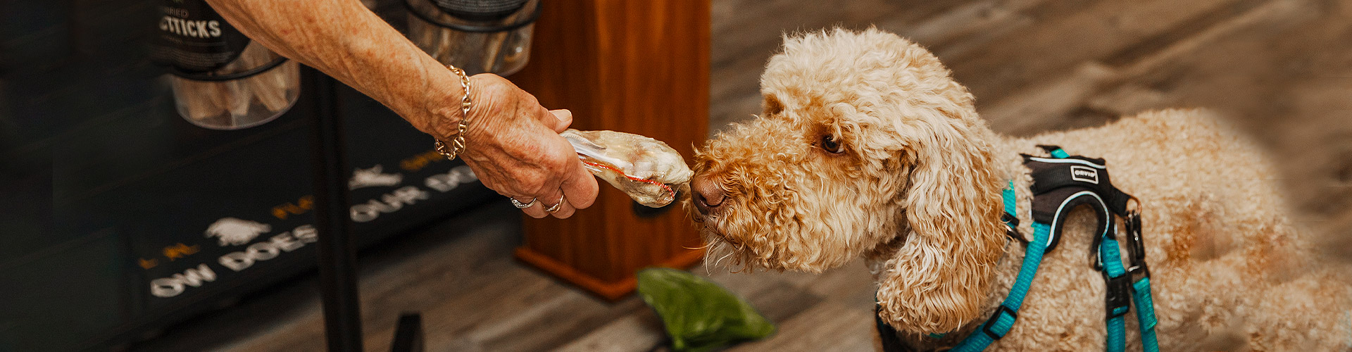 Unique Dog Accessories