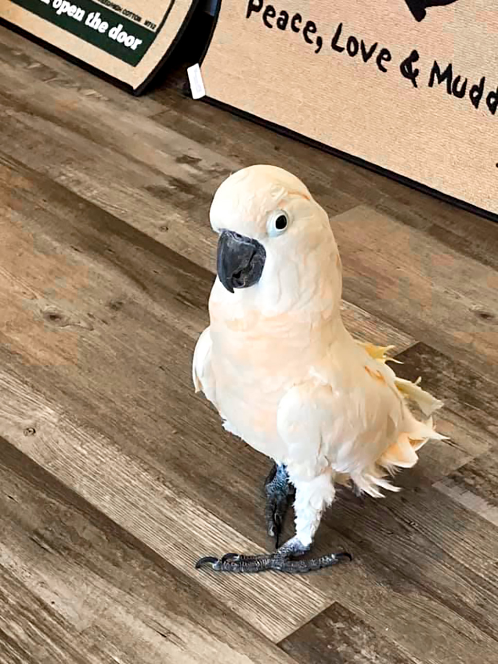 bird