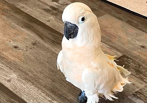 bird