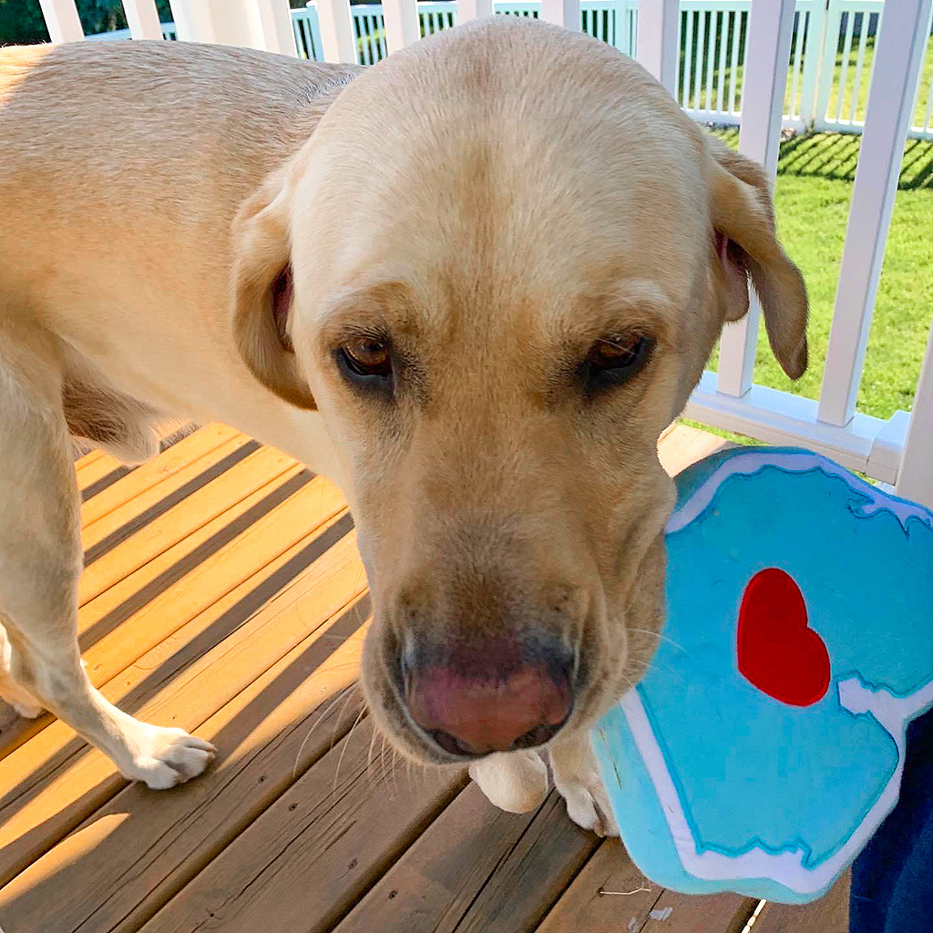 cremecoloredlab