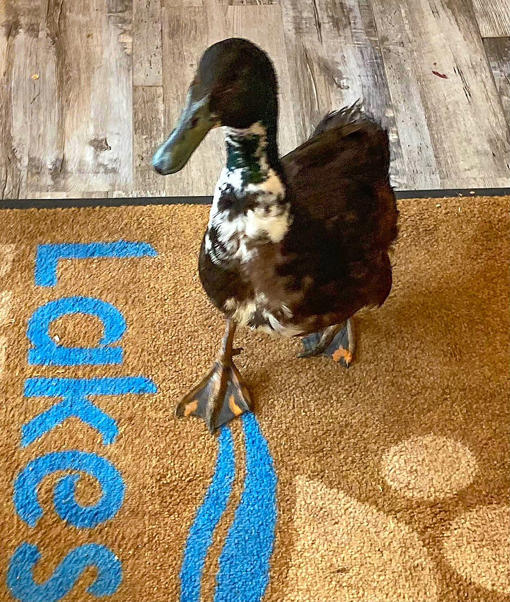 Zebes the Duck