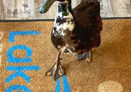 Zebes the Duck